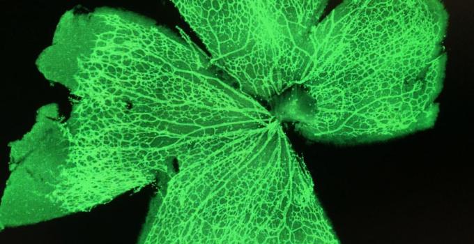 Mouse retina vascular staining